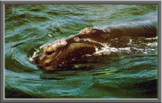 rightwhale.gif (48911 bytes)